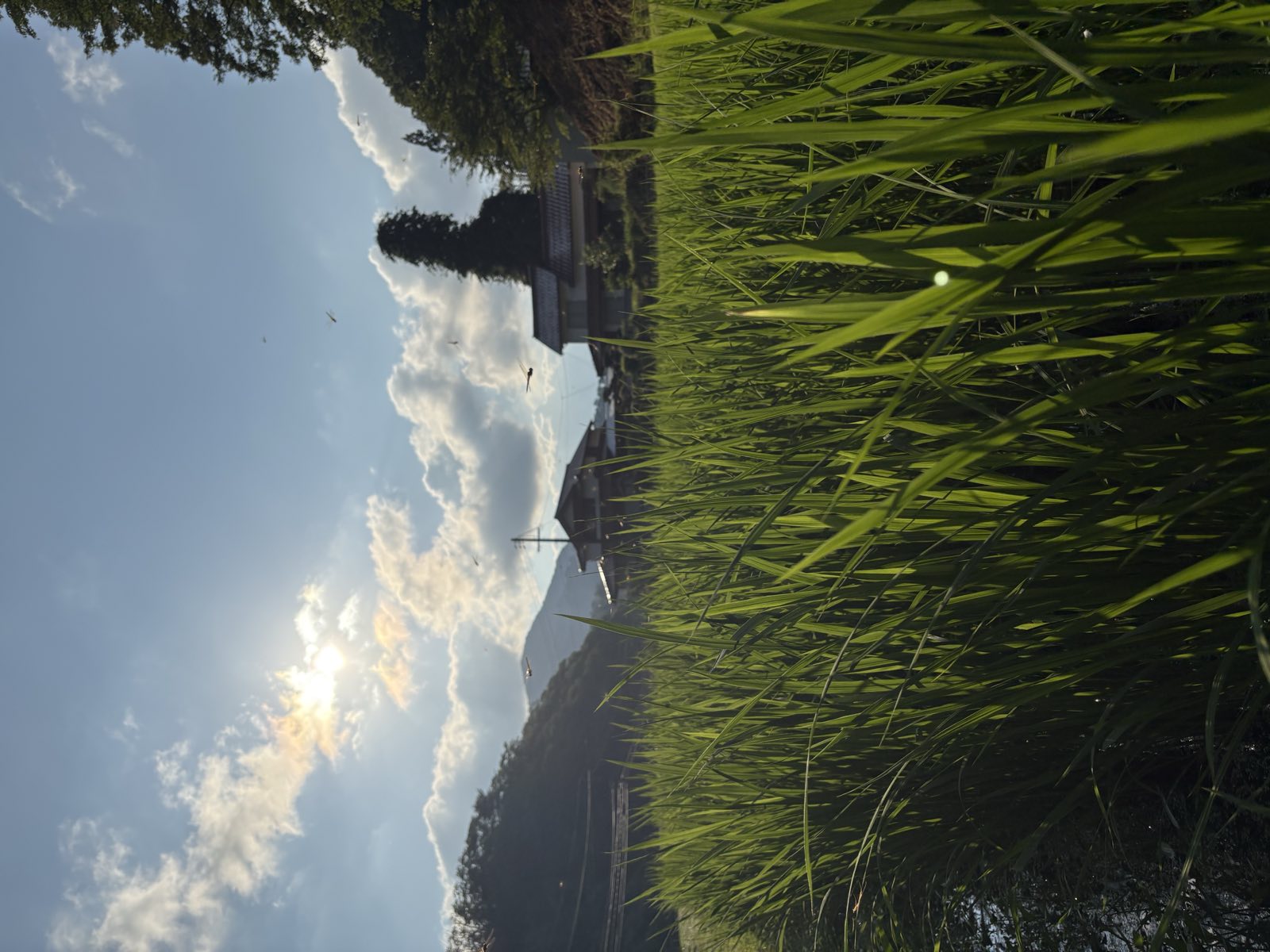 翌朝の畑